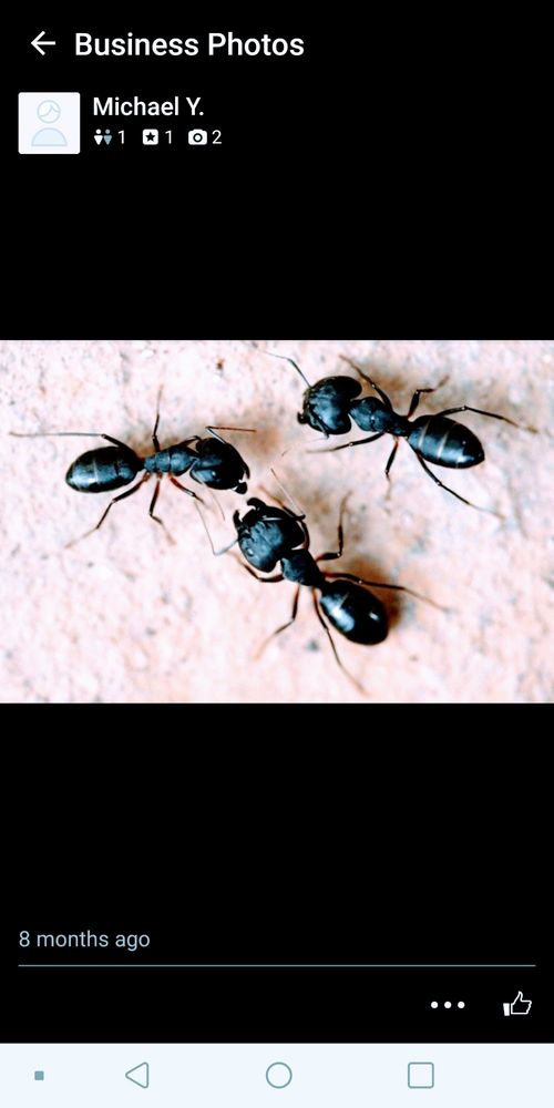 Bug-Out America
