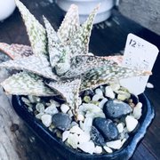 Yamaguchi Bonsai Nursery 154 Photos 82 Reviews Nurseries Photo Of Yamaguchi Bonsai Nursery Los Angeles Ca United States
