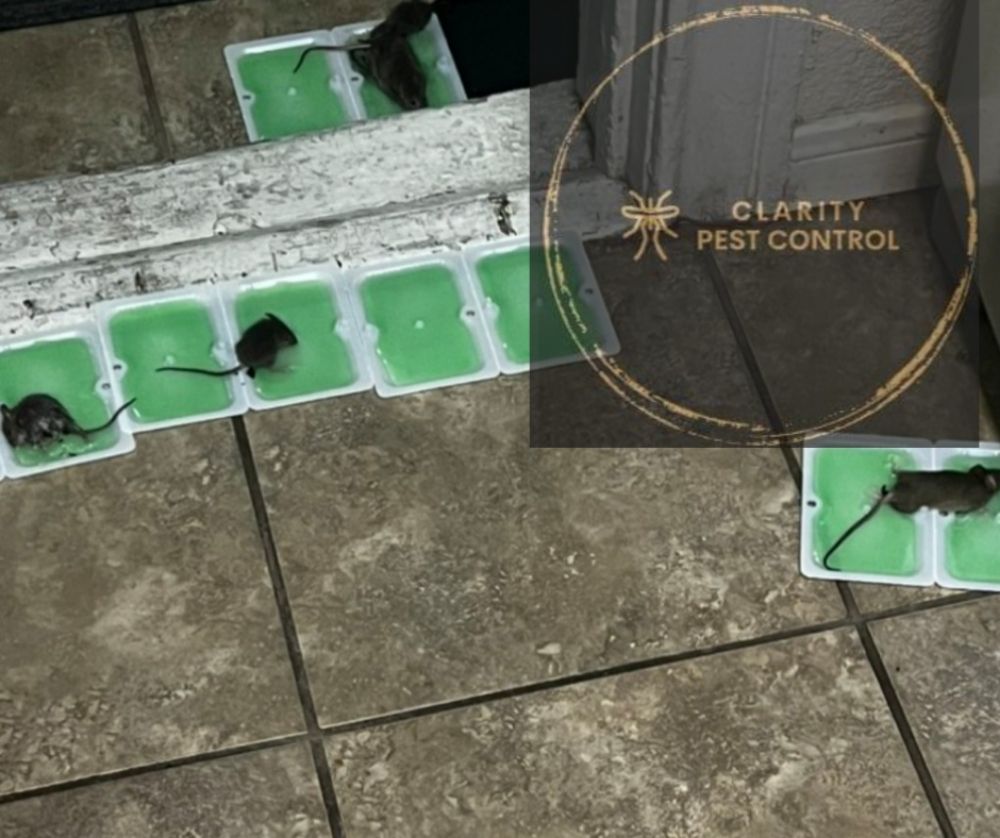 Clarity Pest Control