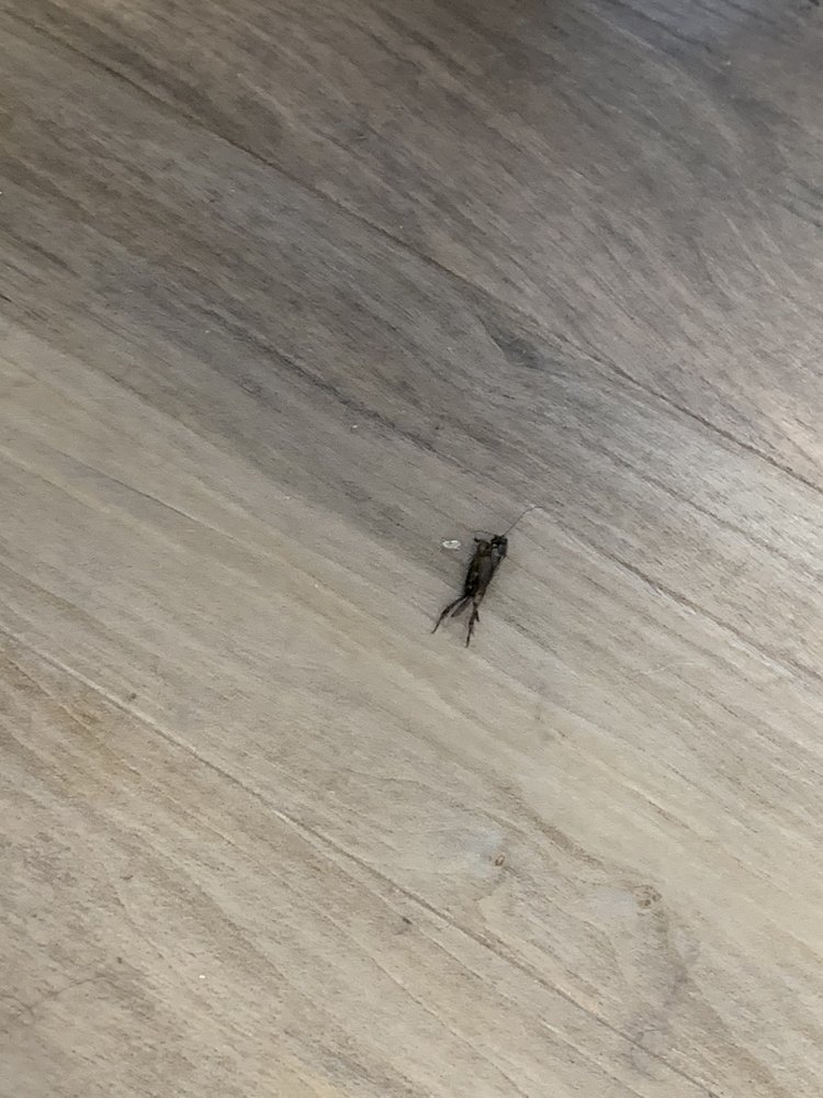 image of business Bright Now! Dental & Orthodontics