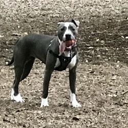 Rover Com Reviews >> Send Rover On Over 18 Photos 43 Reviews Pet Training Rover Com Reviews >> Send Rover On Over 18 Photos 43 Reviews Pet Training
