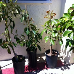 Photo of Atkins Nursery - Fallbrook, CA, United States. Rare avocados varieties (from right to left): Kona Sharwil, Jan Boyce and Lamb Hass in 5 gallon containers.