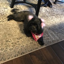 dog grooming concord nc dog grooming concord nc