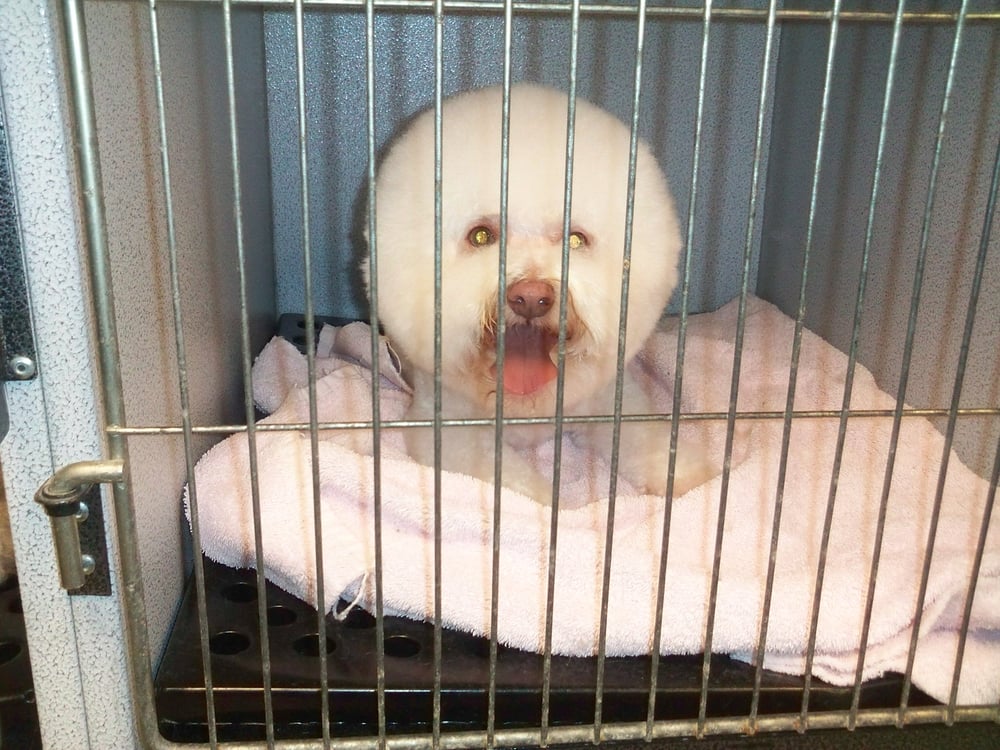 After Hours Dog Grooming Oakland After Hours Dog Grooming Oakland