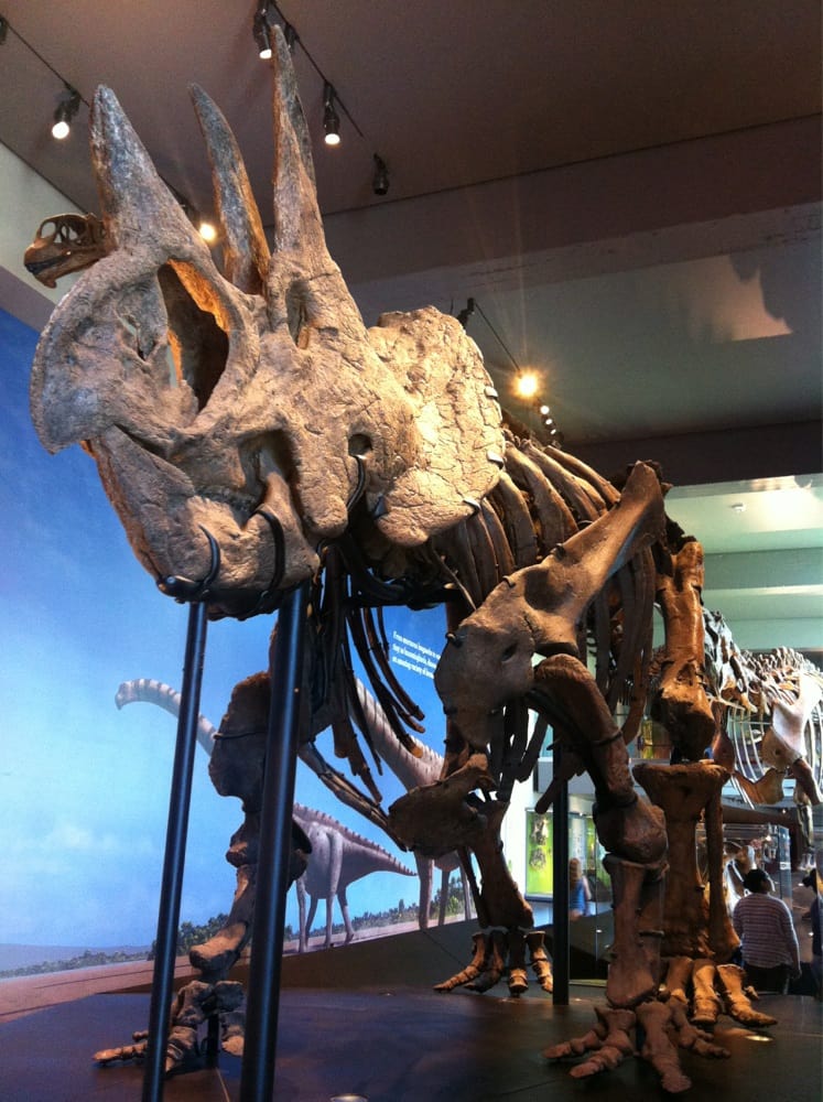 Triceratop Yelp