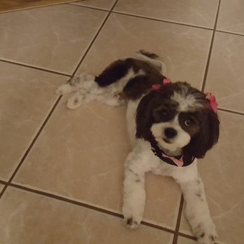 Dog Grooming Panama City Beach Fl Dog Grooming Panama City Beach Fl