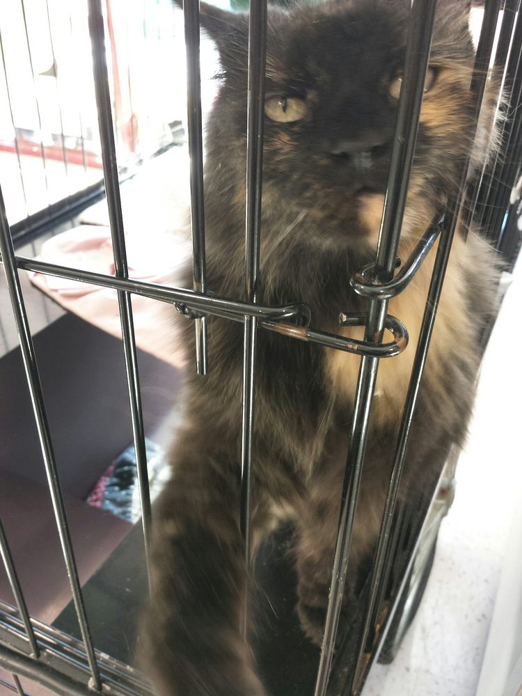 Pet Quarters Pet Stores 486 Payne Rd, Scarborough, ME Phone