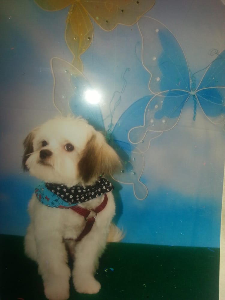 Yuppie Puppy Grooming Schaumburg