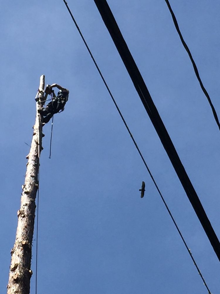 Neck of the Woods Tree Service