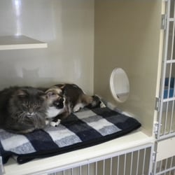 36 Cat Clinic Fremont Seattle Photography