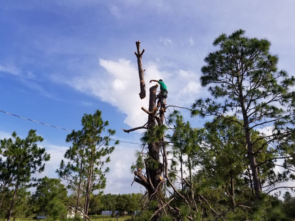A to Z Tree Service