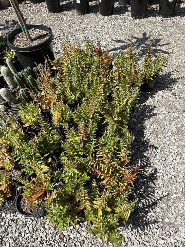Maria’s Garden Center
