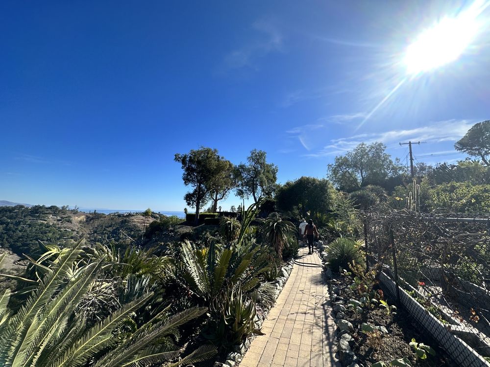 Aloes In Wonderland