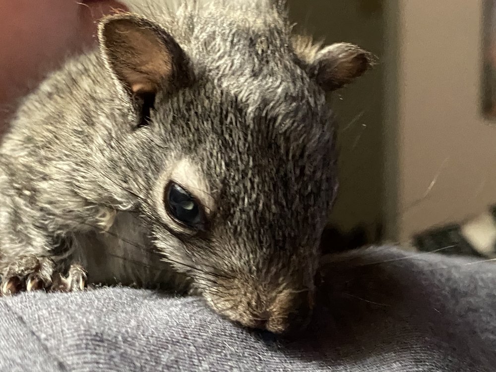 Better Wildlife Control