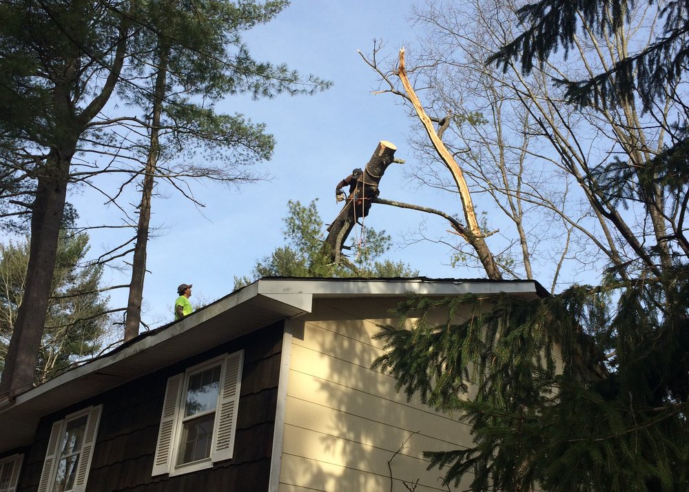 Premier Tree Service
