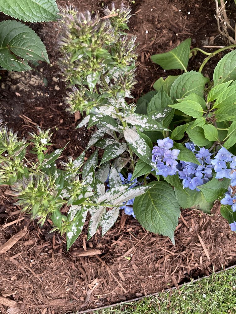 Kiefer Landscaping & Nursery