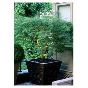 New York Plantings