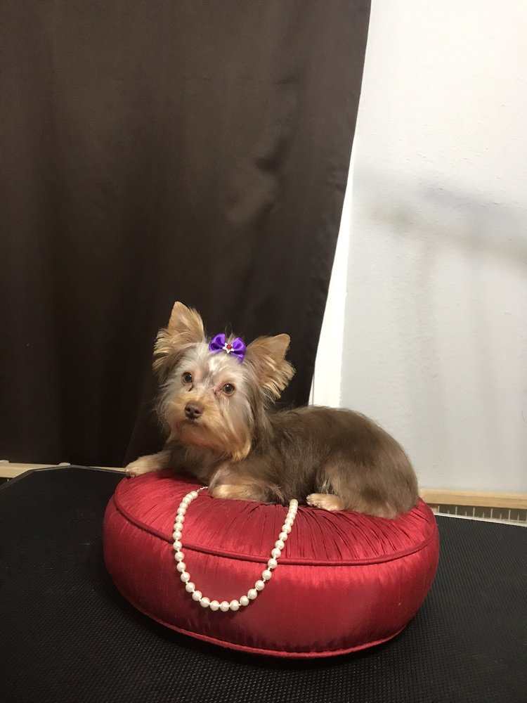 Bloomingtails Doggie Salon