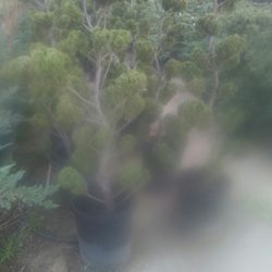 Ben K Nursery 14 Photos Nurseries Gardening 2301 Kelburn Ave Photo Of Ben K Nursery Rosemead Ca United States