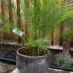 Plant And Pottery Outlet 204 Photos 120 Reviews Nurseries Photo Of Plant And Pottery Outlet Sunol Ca United States