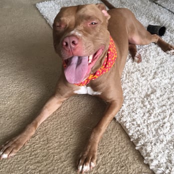 Unleashed - 18 Photos & 36 Reviews - Pet Stores - 2460 Wycliff Rd