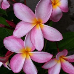 Plumerias By The Sea Nurseries Gardening Cardiff Ca Phone Photo Of Plumerias By The Sea Cardiff Ca United States