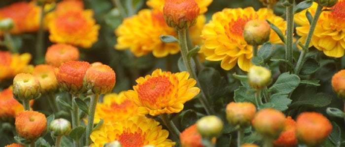 Leck's Greenhouses & Nursery