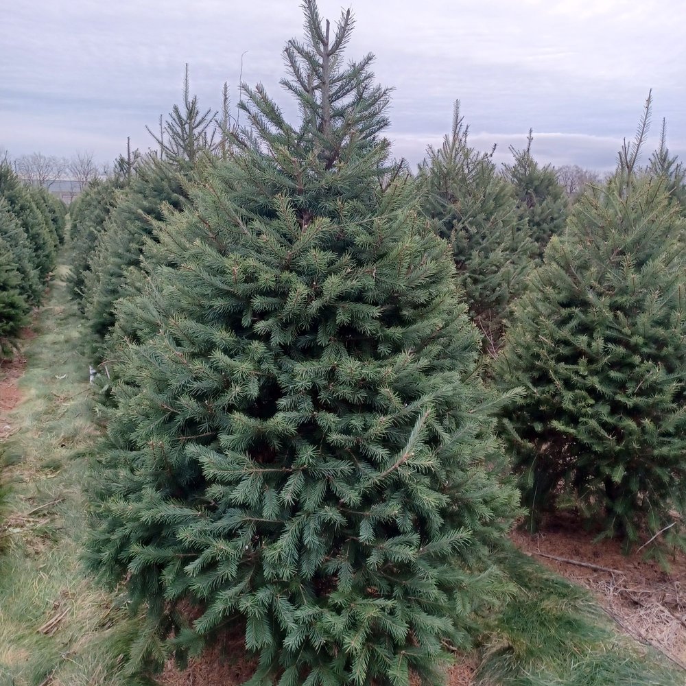 Unangst Tree Farm