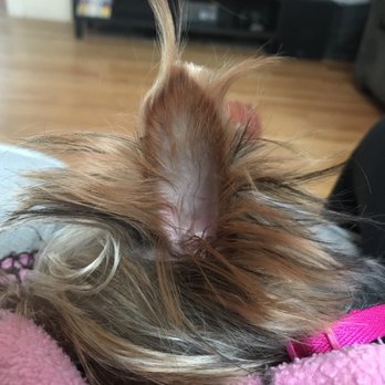 Should I Trim My Dog S Ear Hair Should I Trim My Dog S Ear Hair