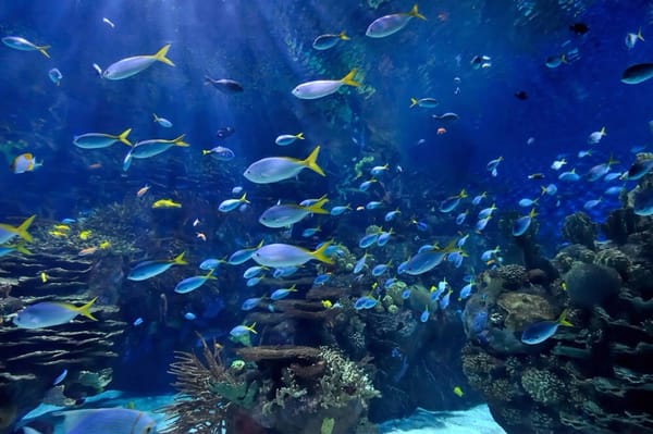 The Pink Palace Aquarium Apartments 437 Ley Ave Ucla Los Photo Of The Pink Palace Aquarium Los Angeles Ca United States
