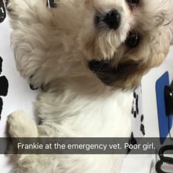 noah's emergency animal hospital