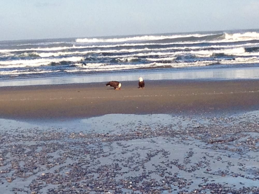 Manzanita Beach 46 Photos & 38 Reviews Parks Manzanita, OR Yelp