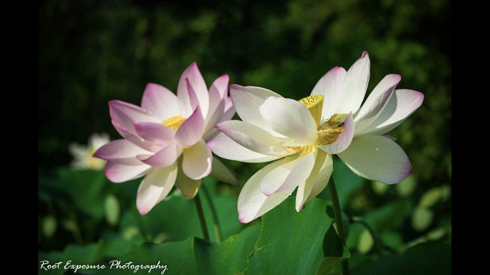 Root Exposure Photography