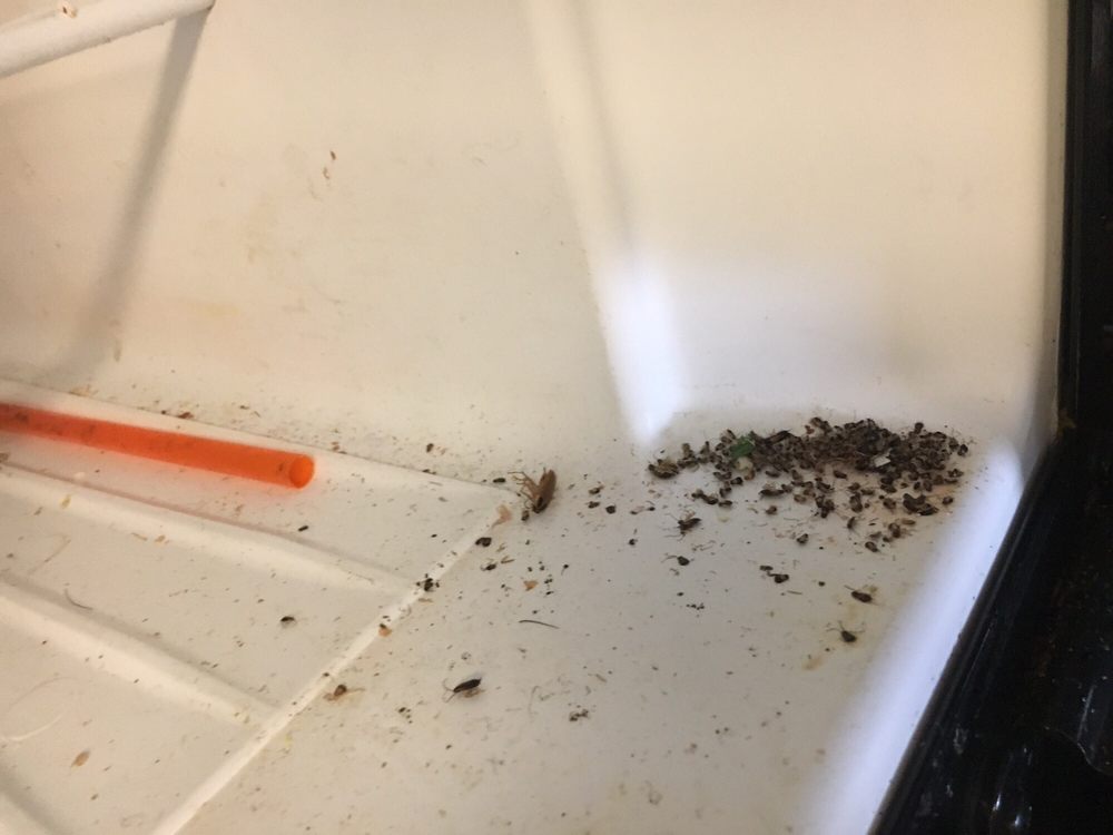 Roach Infested Apartment Yelp Photo Of Meritage Apartments Milpitas Ca United States Roach Infested Apartment