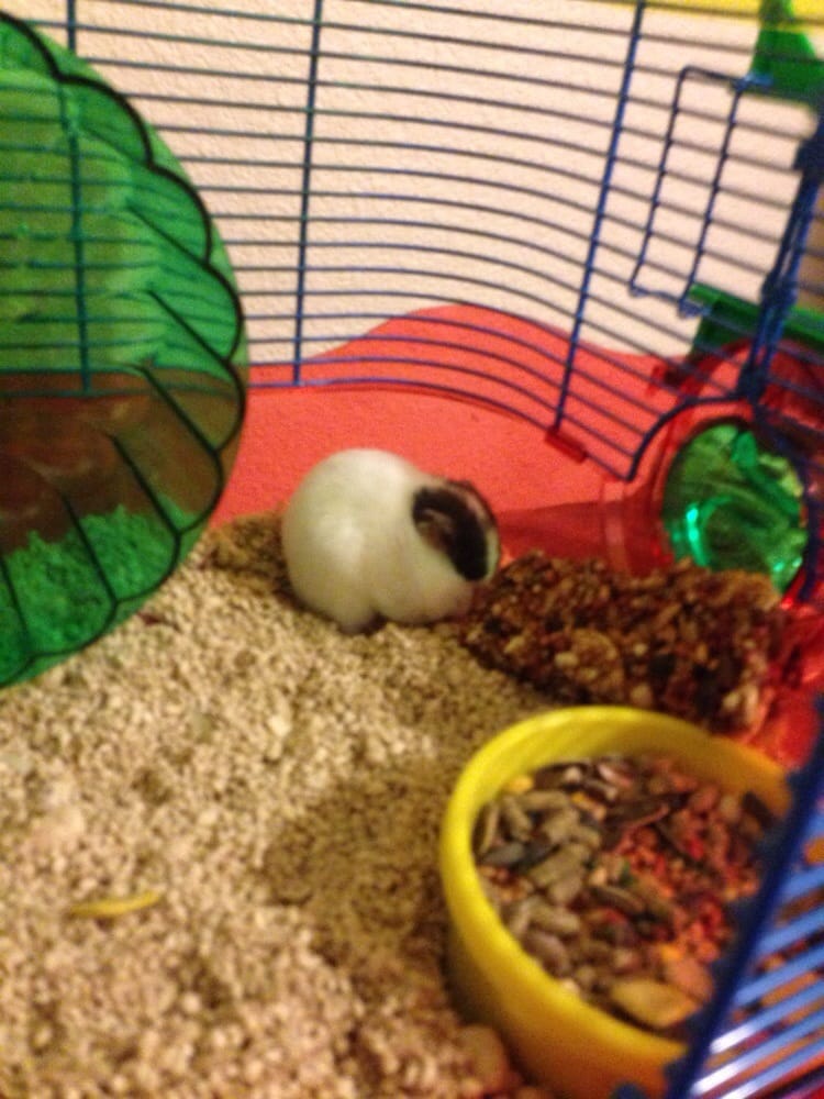 Acosta’s Aquariums Pet Stores 315 E Sanger St, Hobbs, NM Phone