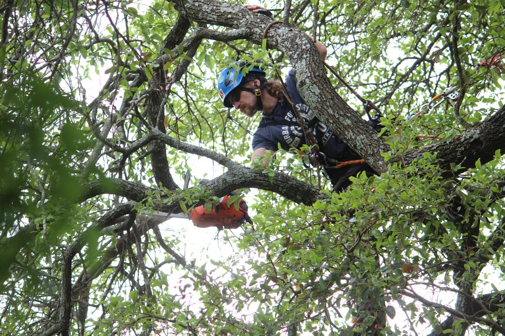 Blue Ox Urban Forestry