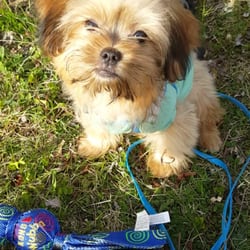 puppy boutique ny wawa s puppy boutique dyrehandlere 3039 cross bronx expy edgewater park bronx puppy boutique ny wawa s puppy boutique dyrehandlere 3039 cross bronx expy edgewater park bronx