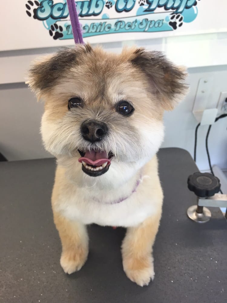 Scrub A Pup Pet Groomers Huntington Beach, CA Phone Number 21
