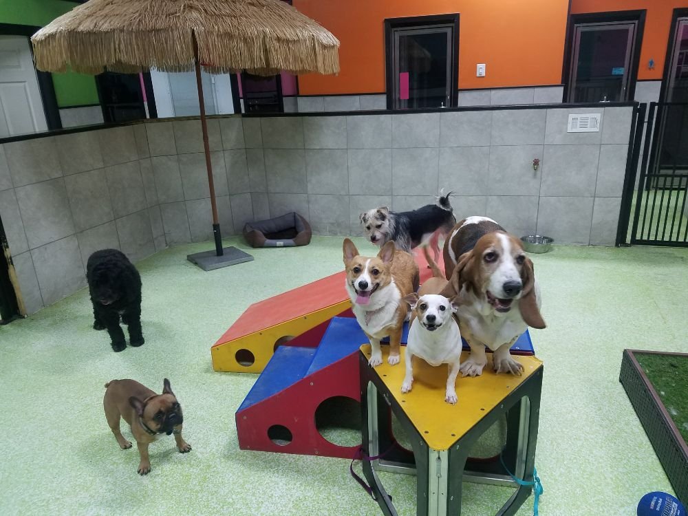 Fluffy’s Pet Resort 38 Photos & 16 Reviews Pet Sitting 6900 South