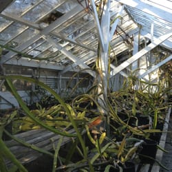 Photo of Exotica Rare Fruit Nursery - Vista, CA, United States. Dragon fruit plant.