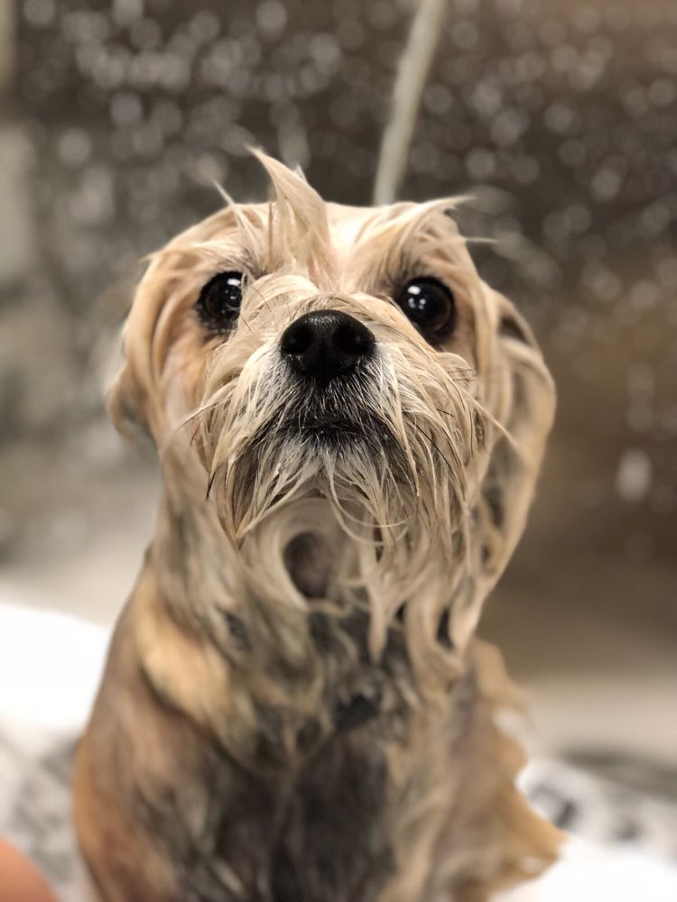 Furry Friends Pet Grooming 59 Photos & 85 Reviews Pet Groomers