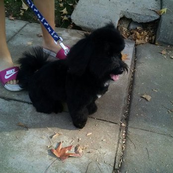 Coventry Dog Grooming Redlands Coventry Dog Grooming Redlands