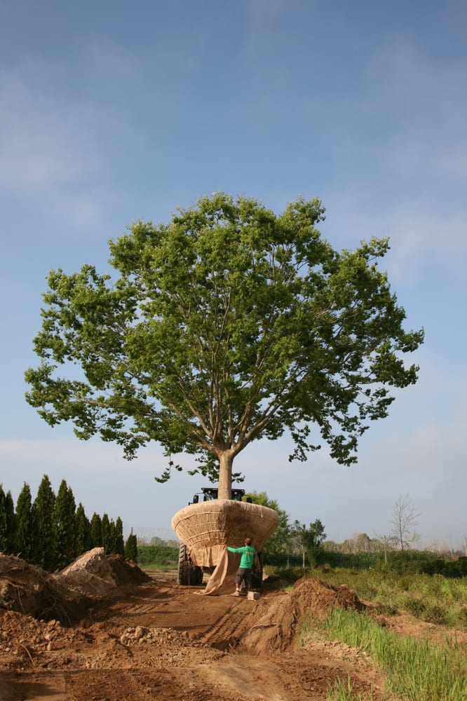 Whitmores Landscaping