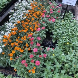 Nurseries Gardening In Denver Yelp City Fl Garden Center