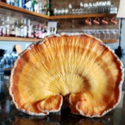 Searching Within Gluten Free For Organic Restaurant Lexington Ky Yelp The Sage Rabbit
