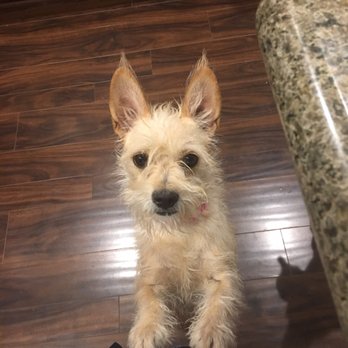 Animal Foundation - 211 Photos & 202 Reviews - Animal Shelters - 655 N