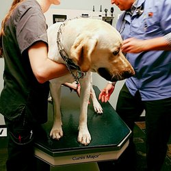 Heal Veterinary Clinic 21 Photos 57 Reviews Veterinarians Photo Of Heal Veterinary Clinic Chicago Il United States