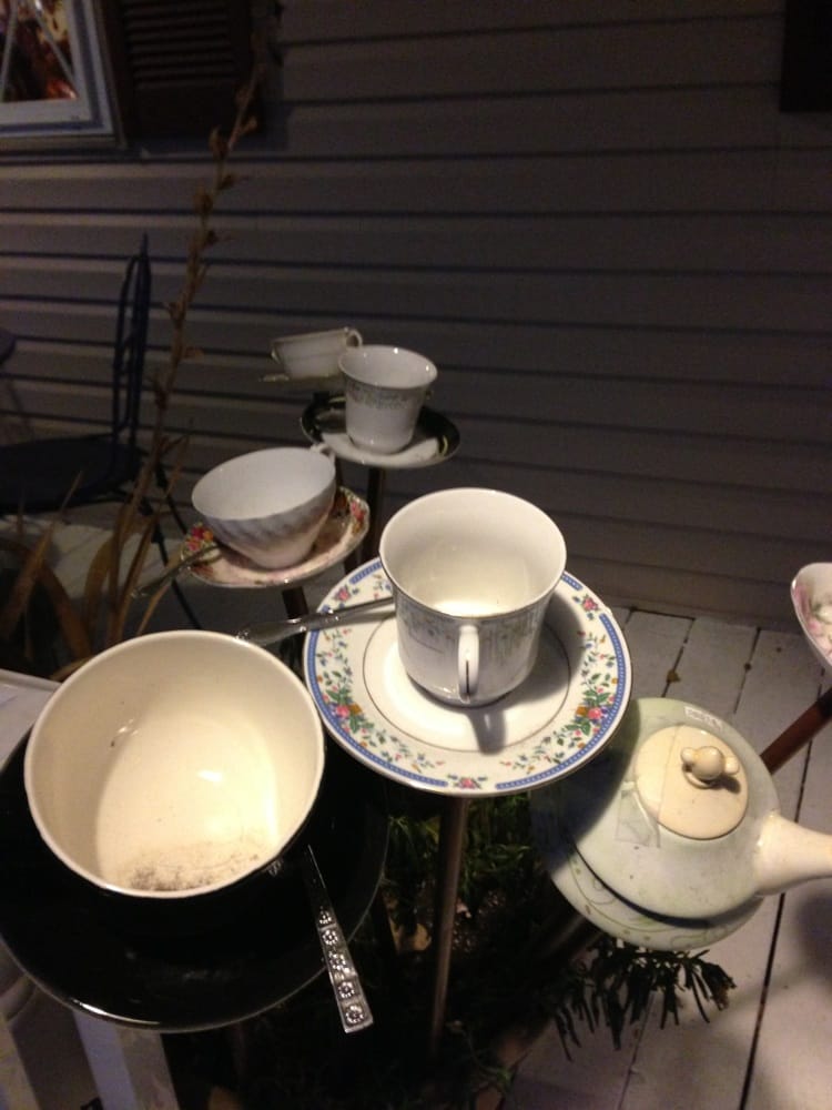 Teacup plant - Yelp