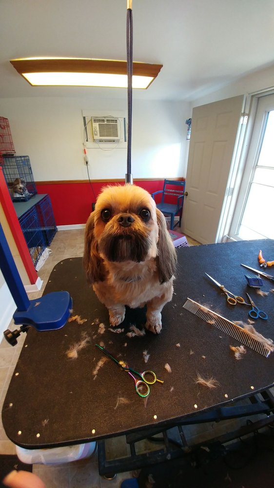 Photos For Four Paws A Tail Dog Grooming Yelp