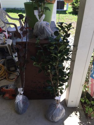 Noal Essies Nursery 37 Herman Ivey Rd Tifton Ga Hardware S Noal Essies Nursery 37 Herman Ivey Rd Tifton Ga Hardware S Mapquest